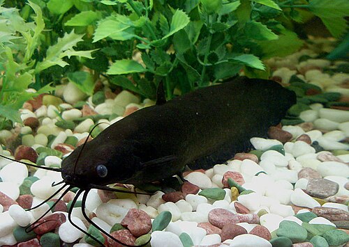 A photo of a Airsac Catfish