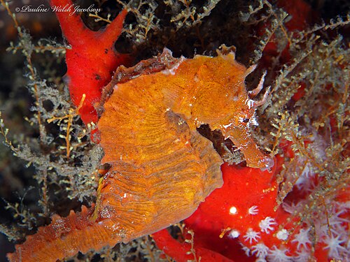 A photo of a Lined Seahorse