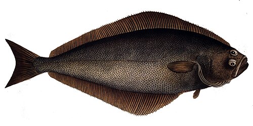 A photo of a Atlantic Halibut