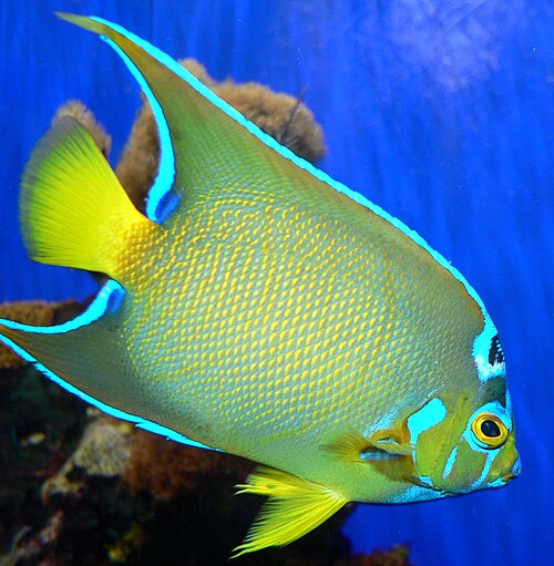 A photo of a Queen Angelfish
