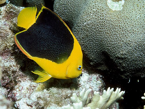 A photo of a Rock Beauty