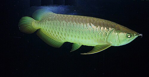 An Asian arowana with large metallic scales swimming near the surface