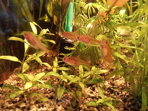 A photo of a Ember Tetra