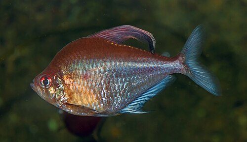 A photo of a Bleeding Heart Tetra