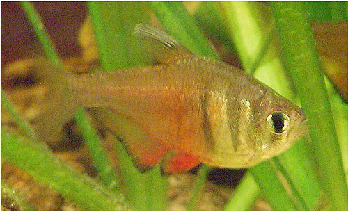 A photo of a Flame Tetra