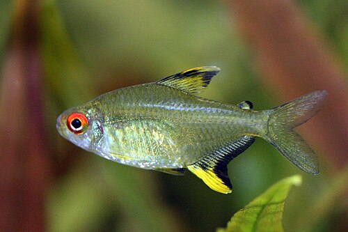 A photo of a Lemon Tetra