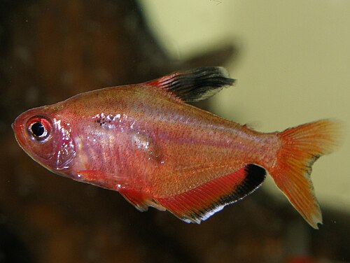 A red serpae tetra with a dark shoulder mark