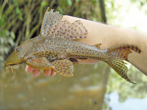 A plecostomus suckermouth catfish showing its armored, spotted body
