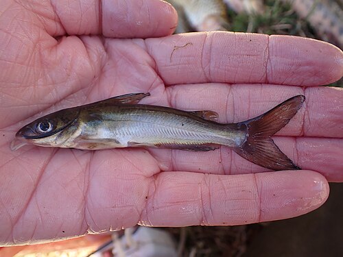 A photo of a Channel Catfish