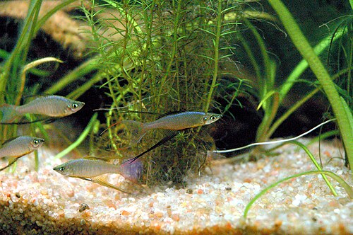 A photo of a Threadfin Rainbowfish
