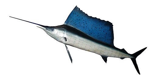 A photo of a Indo-Pacific Sailfish