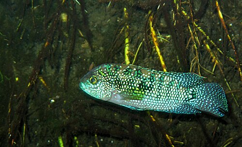 A Jack Dempsey cichlid with speckled body