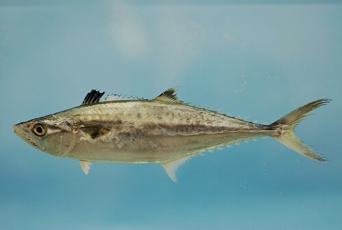 A photo of a King Mackerel