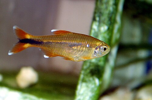 A photo of a Silver Tip Tetra
