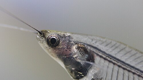 A photo of a Glass Catfish