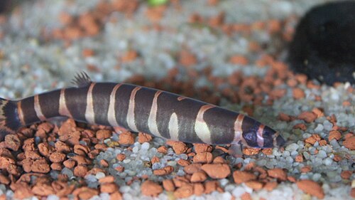 A striped eel-like kuhli loach in an aquarium