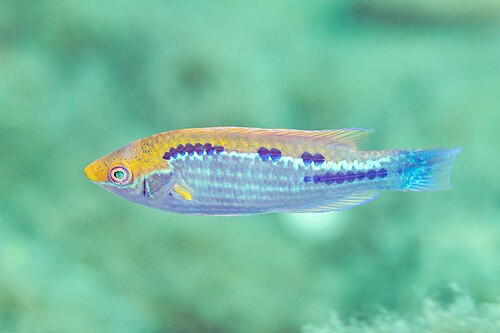 A photo of a Lubbock's Fairy Wrasse