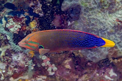 A photo of a Yellowtail Coris