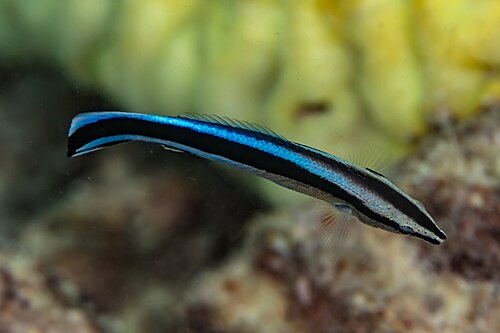 A photo of a Cleaner Wrasse