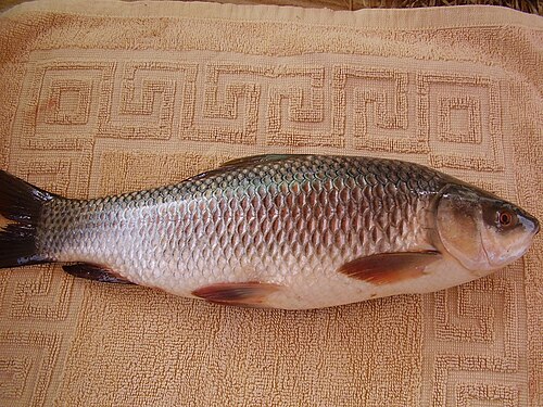 A photo of a Rohu