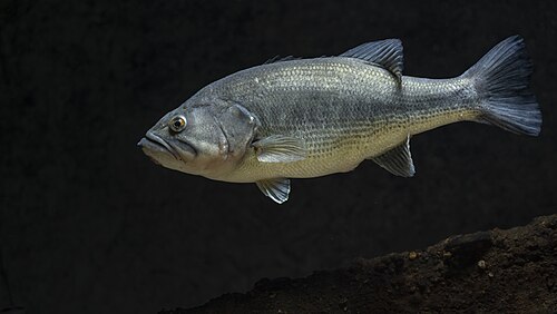 A photo of a Largemouth Bass