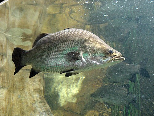 A photo of a Barramundi