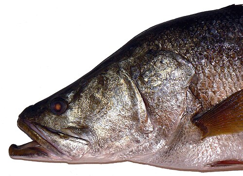 A photo of a Nile Perch