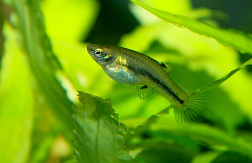 A photo of a Least Killifish