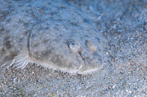A photo of a Common Sole