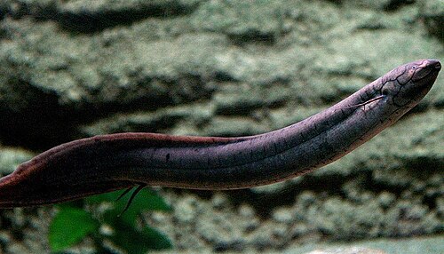A photo of a South American Lungfish