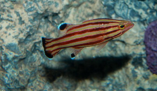 A photo of a Swissguard Basslet