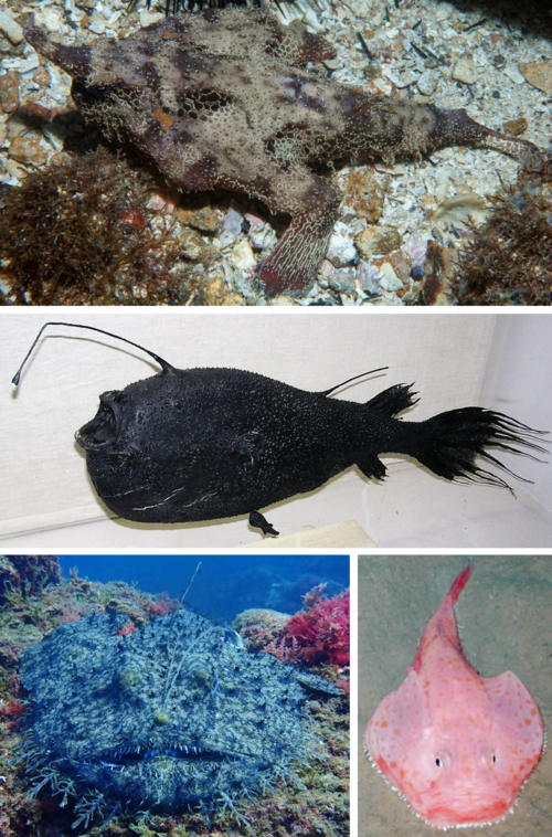 A photo of a Anglerfish