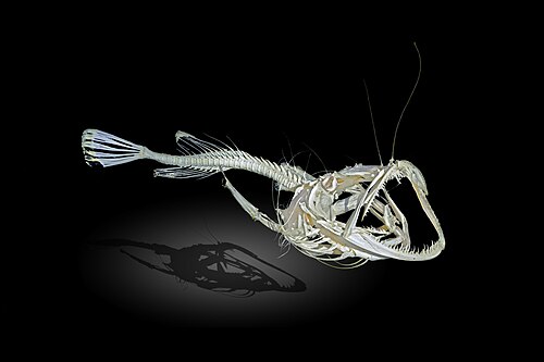 A photo of a Angler