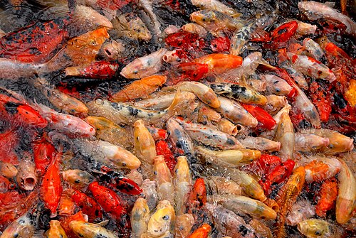 An ornamental koi carp swimming in a pond