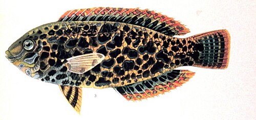 A photo of a Leopard Wrasse