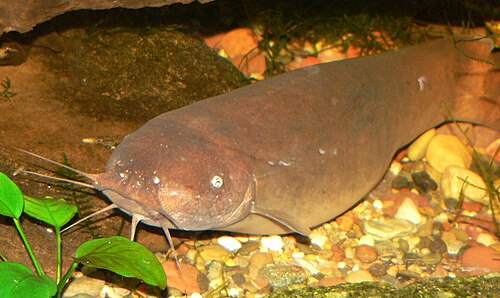 A photo of a Electric Catfish
