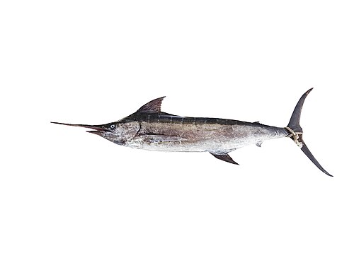 A photo of a Atlantic Blue Marlin