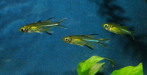 A photo of a Celebes Rainbowfish