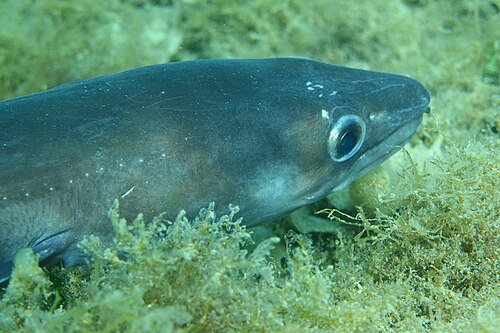 A photo of a European Conger