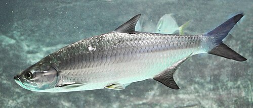A photo of a Atlantic Tarpon