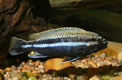 A photo of a Auratus Cichlid
