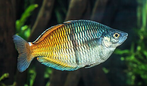 A Boeseman's rainbowfish with a blue front and orange rear