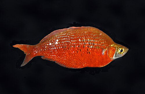 A photo of a Red Rainbowfish