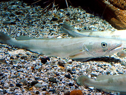 A photo of a European Hake