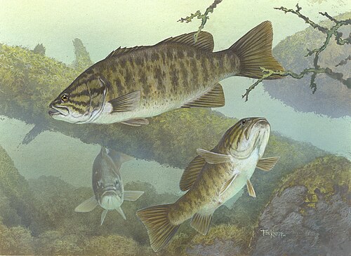A photo of a Smallmouth Bass