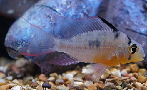 A photo of a Bolivian Ram