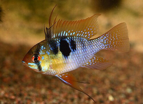 A male German blue ram dwarf cichlid