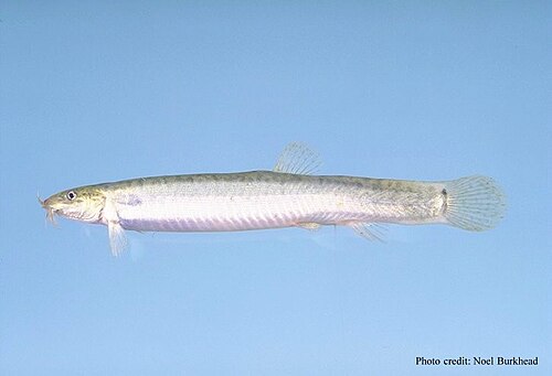 A weather loach with a slender body