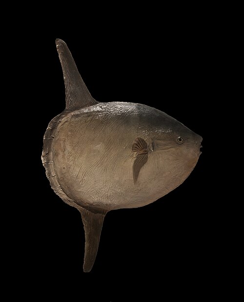 A photo of a Ocean Sunfish