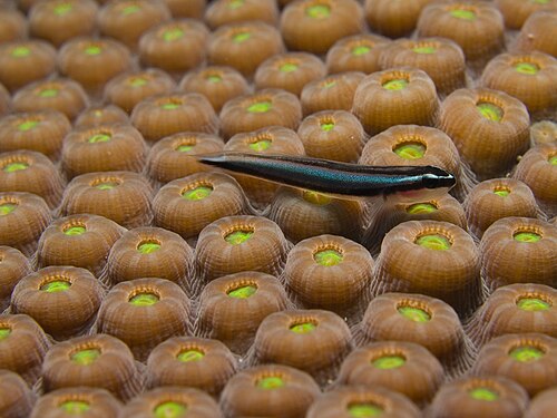 A photo of a Neon Goby